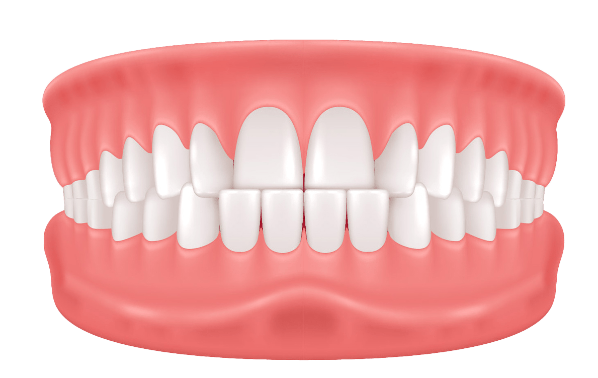Illustration of a set of human teeth in a closed mouth position, showing upper and lower teeth. The gums are pink, and both rows of teeth are white and aligned. The image is isolated on a white background.